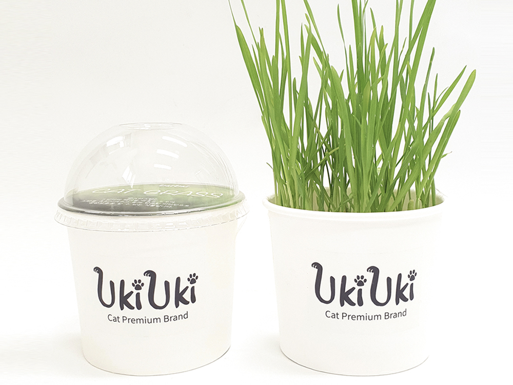 UKIUKI cat grass growing kit